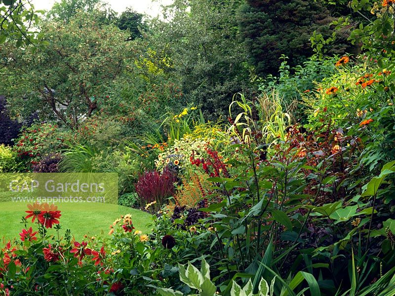 Lower garden hot border. View over Dahlia 'Jescot Julie' and 'Longwood Dainty', to bed of Tithonia rotundifolia 'Torch', Cuphea cyanea, Arundo donax 'Golden Chain', perilla, Imperata cylindrica Rubra, Persicaria virginina 'Painters Palette', Viburnum opulus and Acer griseum.