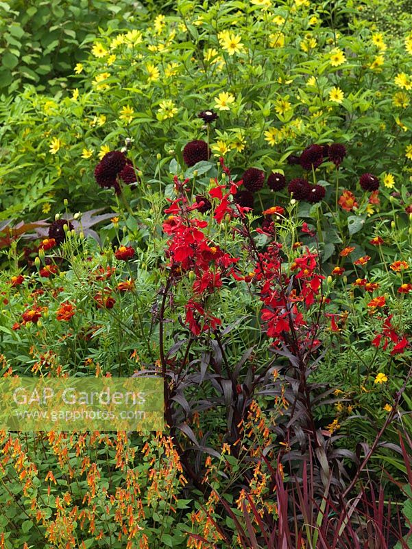 Lower garden hot border. Helianthus 'Lemon Queen', unknown dark red dahlia, Helenium Rubinswerg, Lobelia cardinalis 'Queen Victoria', Cuphea cyanea.