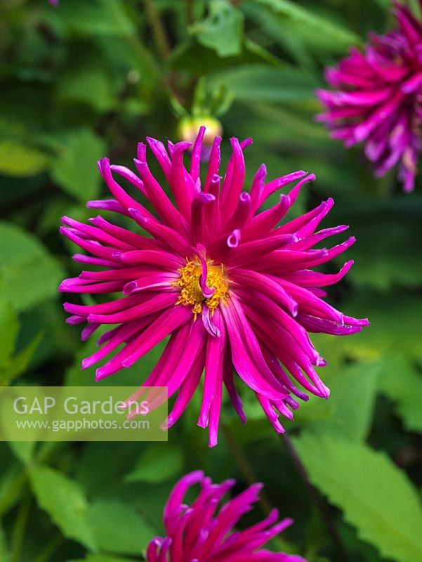 Dahlia 'Hillcrest Royal', a double flowered cactus dahlia, a tuber producing showy flowers from late summer well into autumn. September