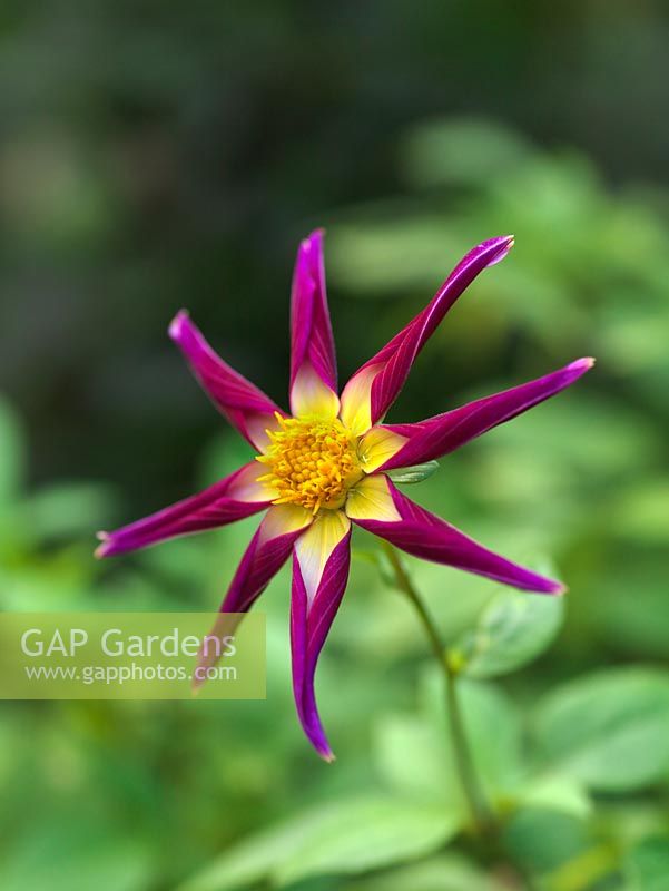 Dahlia 'Tahoma Moonshot', a delicate, star shaped, orchid dahlia with splayed purple petals and golden centre, a tuber producing showy flowers from late summer well into autumn. September