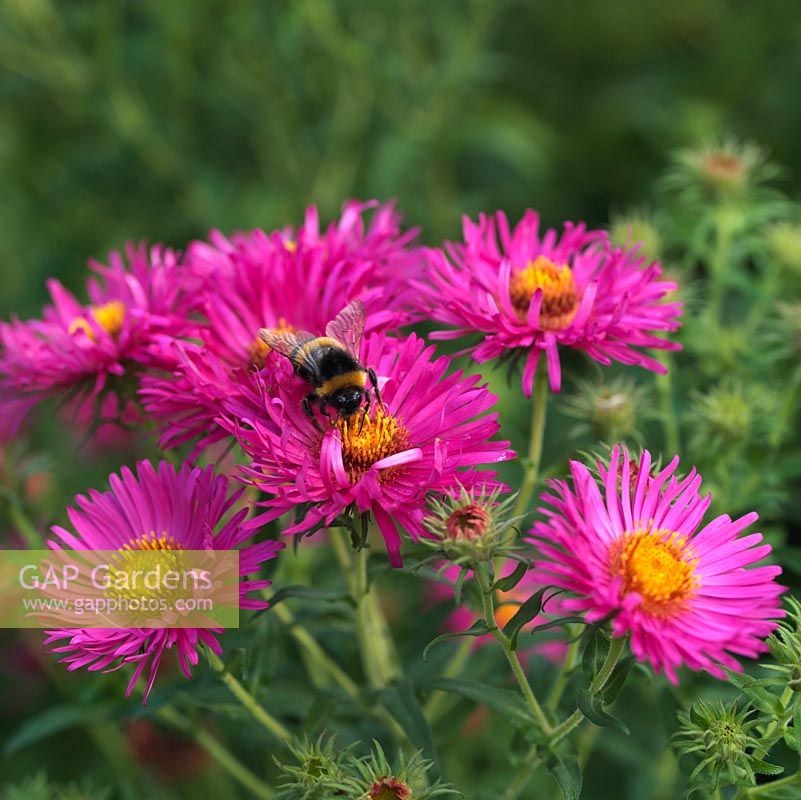 Aster novae-angliae 'Andenken an Alma Potschke', a New England aster with vivid pink flowers in autumn. Bee.