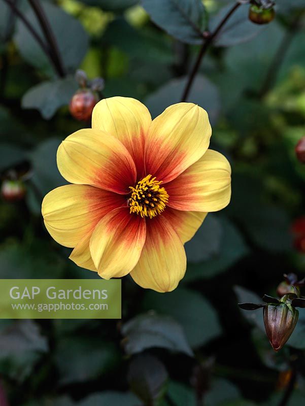 Dahlia 'Moonfire', a single flowered, yellow and gold dahlia with bronze foliage, a tuber producing showy flowers from late summer well into autumn. September