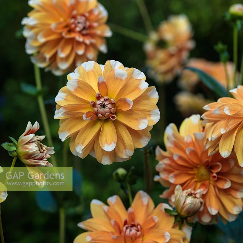 Dahlia 'Sugar Cane', a decorative dahlia with golden yellow blooms tipped with white, a tuber producing showy flowers from late summer well into autumn. October