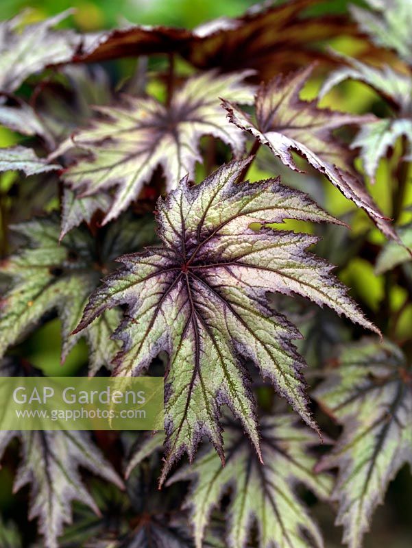 Begonia 'Little Brother Montgomery', a Rex begonia with beautifully patterned foliage.