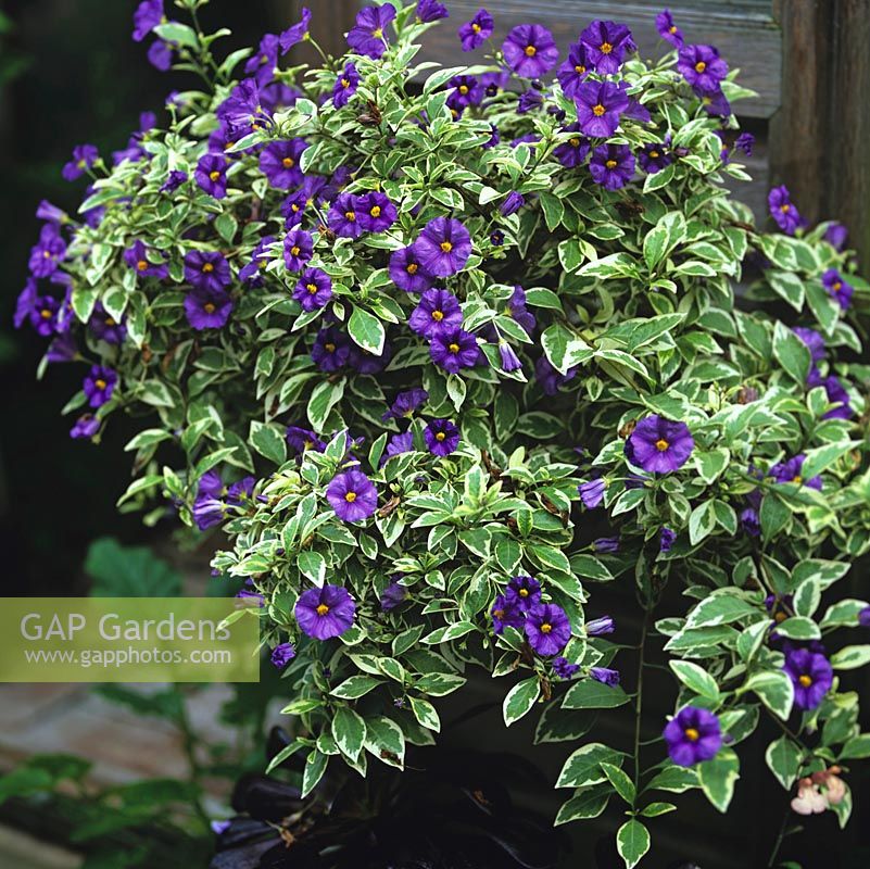 Solanum rantonnetii Variegatum, blue potato bush, an evergreen shrub with blue flowers from summer into autumn.