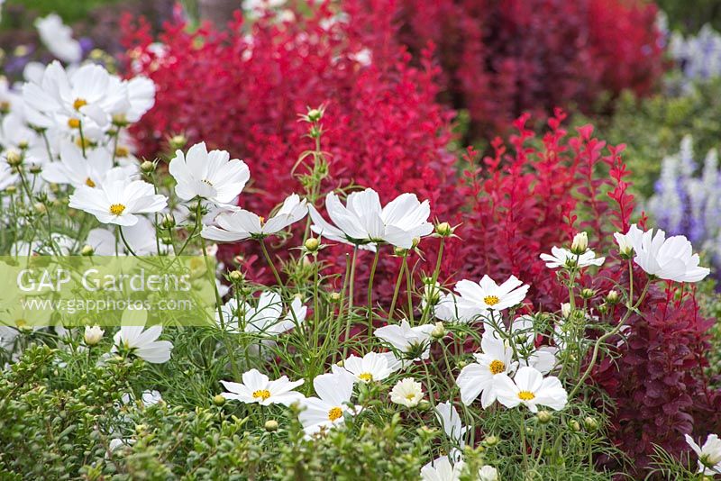 Border planting of Cosmos bipinnatus 'Sonata White' Sonata series and Berberis thunbergii 'Orange Rocket'. Garden: One Hundred Years From Now. RHS Hampton Court Flower Show, July 2014