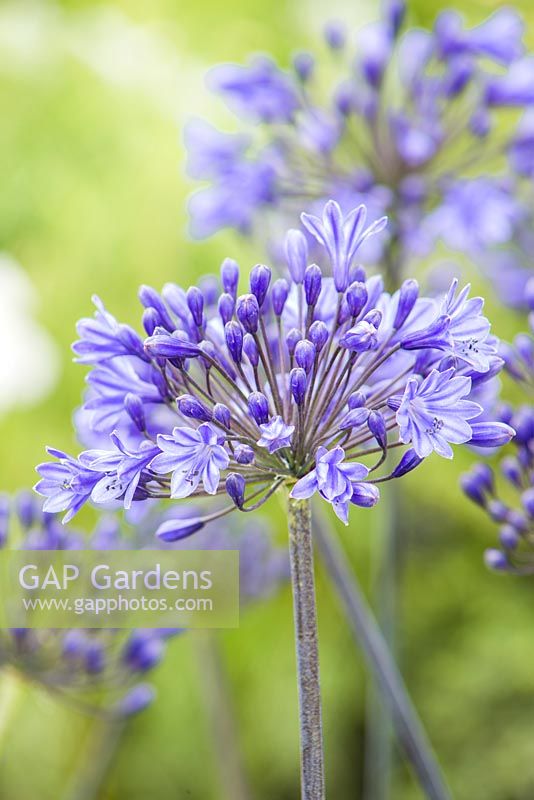 Agapanthus 'Northern Star'. Garden: One Hundred Years From Now. 