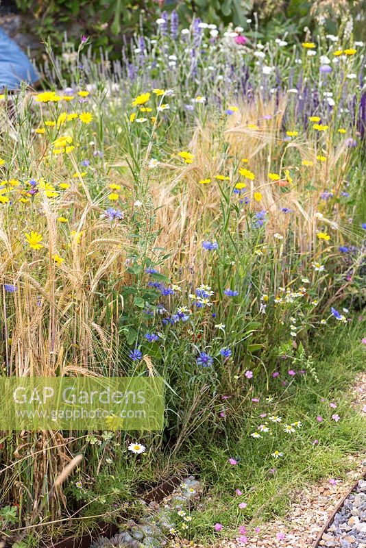 Agricultural landscape border of Hordeum vulgare, Centaurea cyanus, Anthemis arvensis and Oxeye daisy. Garden: The Flintknapper's Garden - A Story of Thetford. 