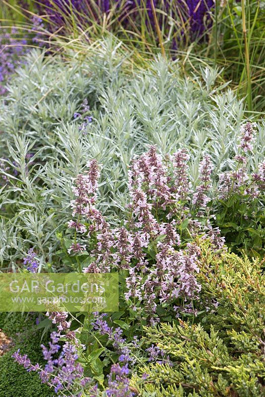 Border planting of Nepeta grandiflora 'Dawn To Dusk', Nepeta 'Six Hills Giant', Artemisia ludoviciana 'Silver Queen' and Juniperus. Garden: The Flintknapper's Garden - A Story of Thetford.