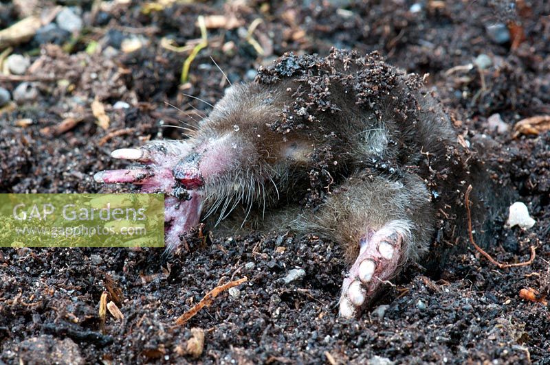 Talpa europaea - Mole emerging from burrow
