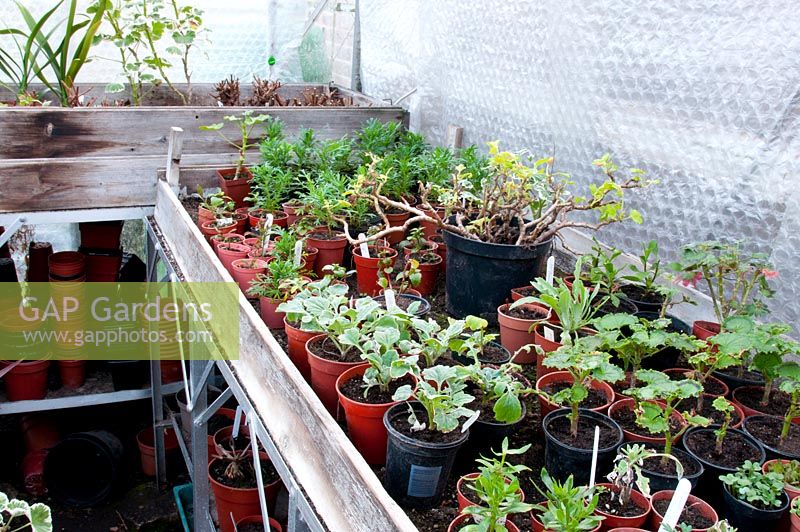 Inside a greenhouse insulated with bubble wrap with plant pots of young tender cuttings on shelving in Spring 