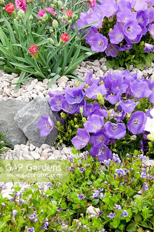 Lindernia grandiflora, Campanula carpatica 'Blue Clips' and Dianthus in gravel alpine garden 