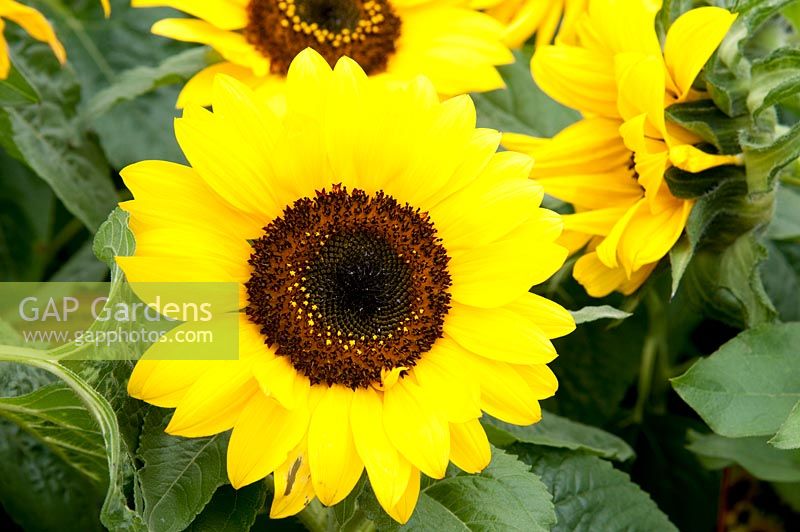 Helianthus annuus 'Choco Sun' - Dwarf multi-flowering Sunflower