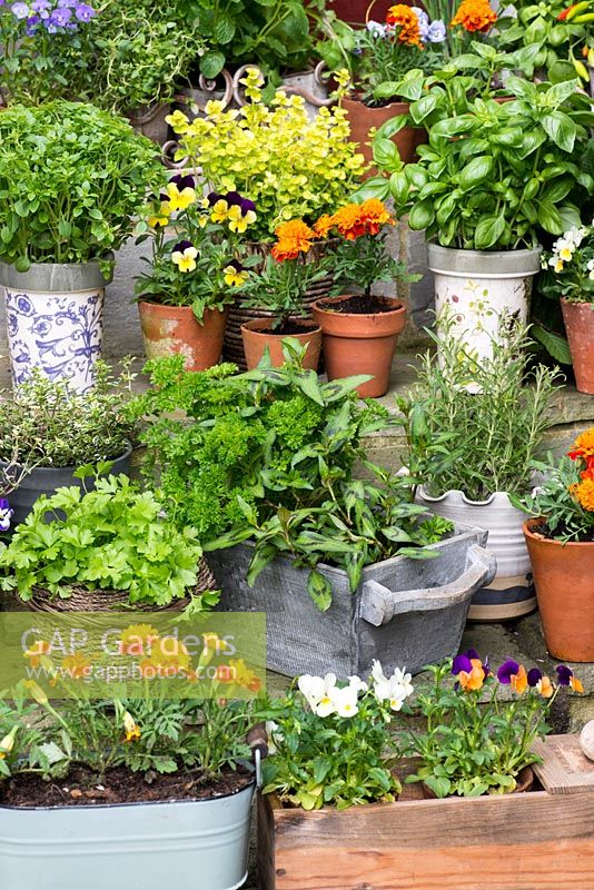 Collection of culinary herbs, grown in pots: mint, basil, golden curly oregano, thyme, curly parsley, rosemary, chives and Vietnamese coriander. Flowers: French marigolds and edible violas. Pots of chilli peppers.
