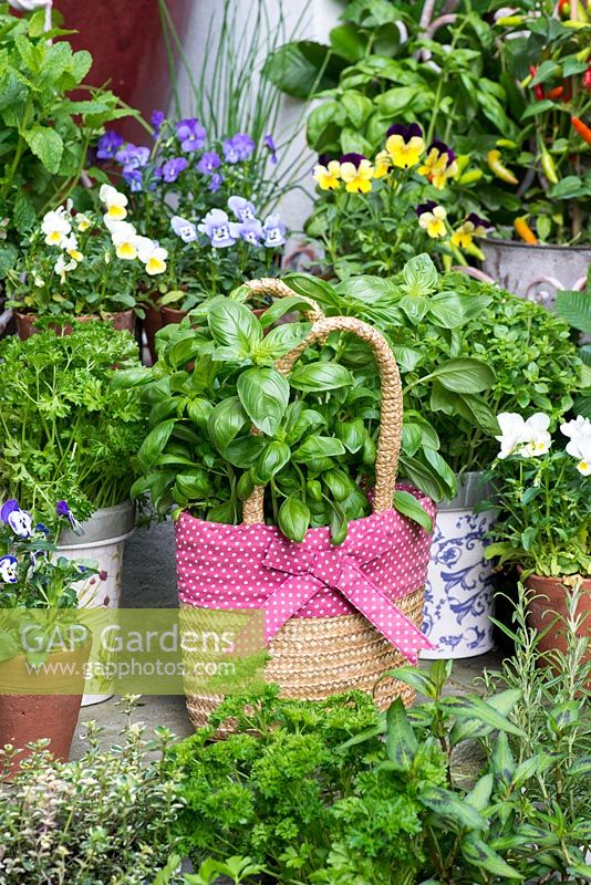 Collection of culinary herbs, grown in pots on steps in small courtyard. Pot of basil growing in basket, flanked by pots of parlsey, violas, mint, chillies and Greek basil.
