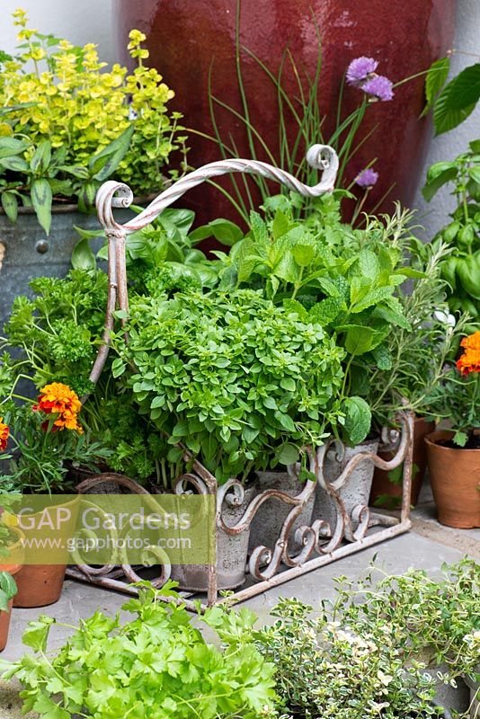 Collection of culinary herbs, grown in pots  on steps in small courtyard. Herbs: mint, basil, golden curly oregano, thyme, curly parsley, rosemary, chives and Vietnamese coriander. Flowers: French marigolds.
