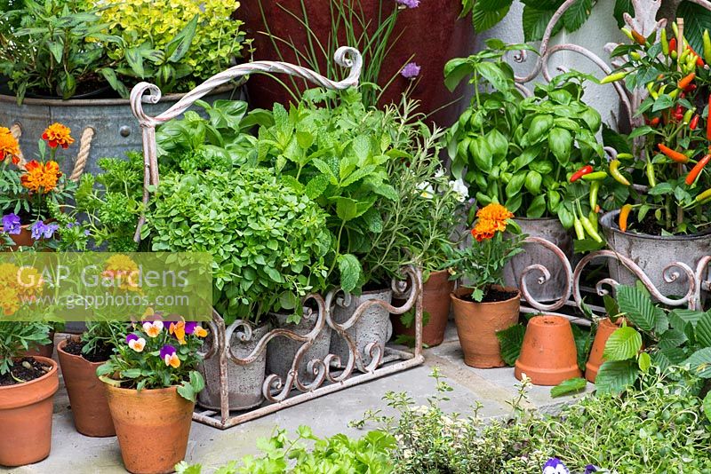 Collection of culinary herbs, grown in pots  on steps in small courtyard. Herbs: mint, basil, golden curly oregano, thyme, curly parsley, rosemary, chives and Vietnamese coriander. Flowers: French marigolds and edible violas. Pots of chilli peppers.