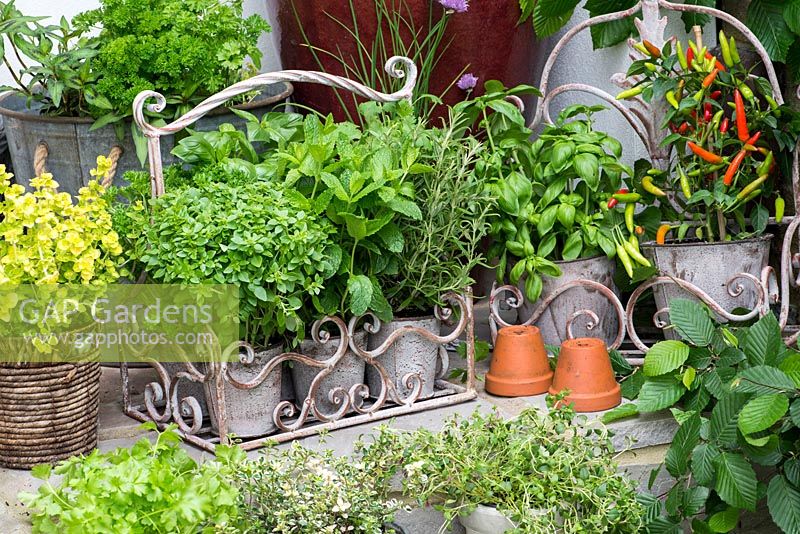 Collection of culinary herbs, grown in pots  on steps in small courtyard. Herbs: mint, basil, golden curly oregano, thyme, curly parsley, rosemary, chives and Vietnamese coriander. Pot of chilli peppers.
