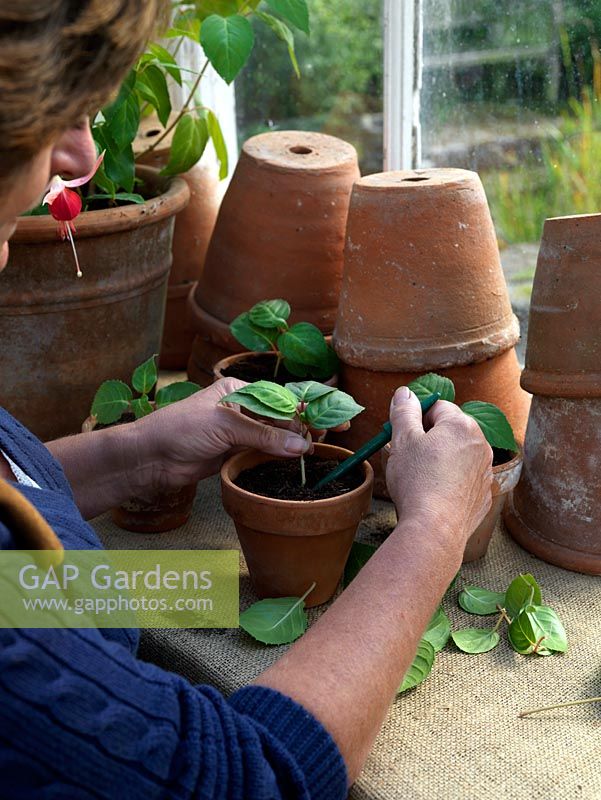 Softwood cuttings. Fill a small pot with compost and, using a dibber, insert one cutting per pot. Water well.