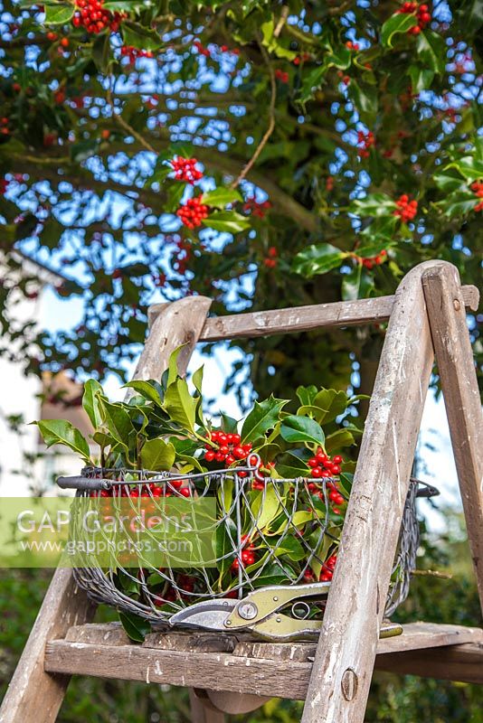 Basket of Ilex aquifolium - Common Holly cuttings on a ladder. 