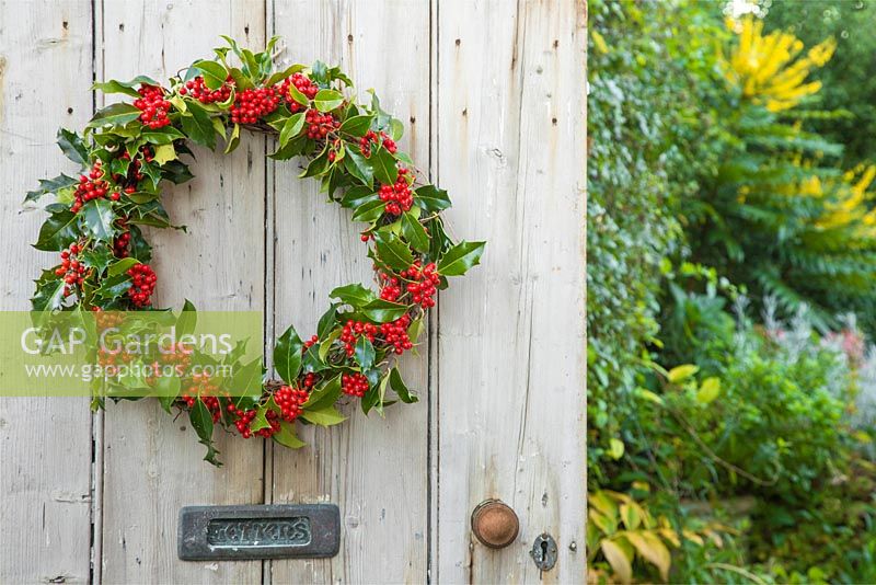 Ilex aquifolium - Common Holly wreath hanging on a wooden door, with a view to the garden. 