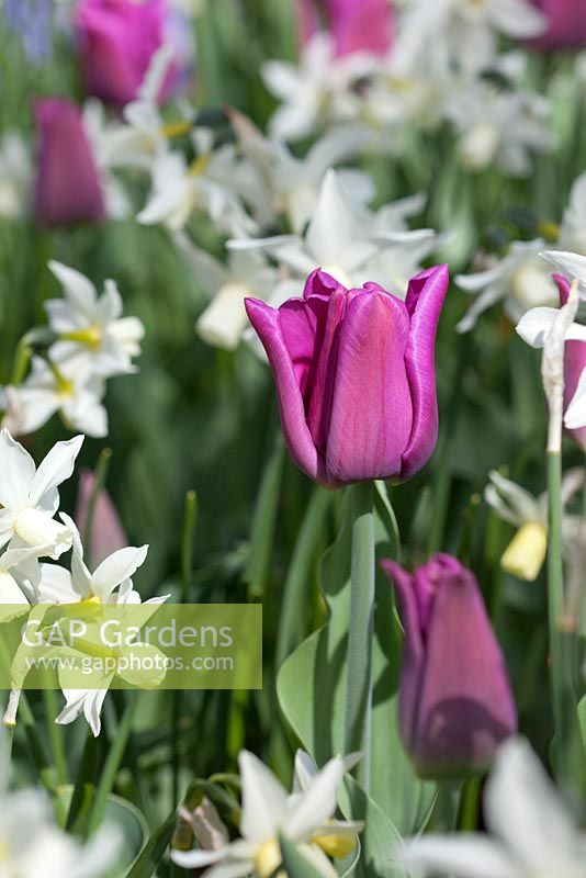 Tulipa 'Passionale' and Narcissus 'Toto'