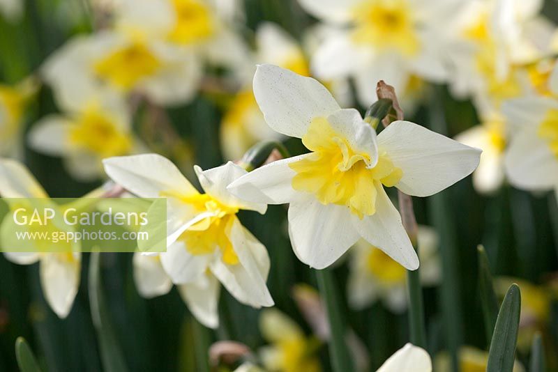 Narcissus 'Bella Estrella' - Daffodil, May, Lisse Netherlands