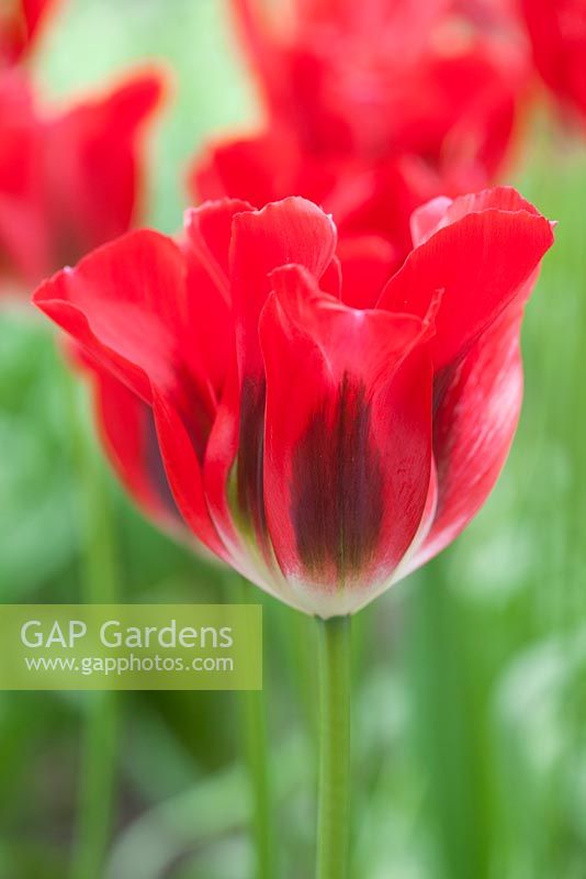 Tulipa 'Red Springgreen' - Tulip, May, Lisse, The Netherlands