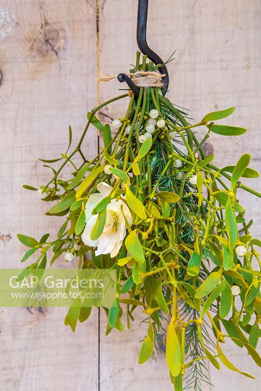 A bouquet made of Mistletoe, a Hellebore flower and Pinus, hanging against a door. 