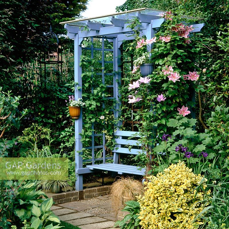Blue painted wood arbour supporting pink and white striped Clematis Asao and violet-tinged, blue petals of Clematis H.F.Young. Both early, large flowered.