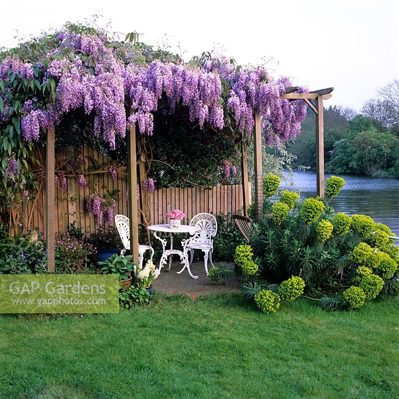 Wooden arbour clothed in Wisteria sinensis, a fragrant climber flowering in late spring. RH: Clump of Euphorbia characias subsp. wulfenii. Table and chair.