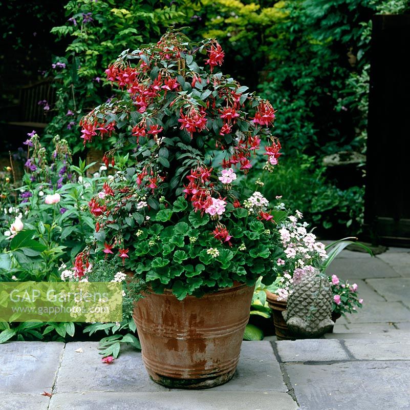 Summer terracotta pot of half standard Fuchsia 'Display', trailing verbena and Pelargonium Geosta.