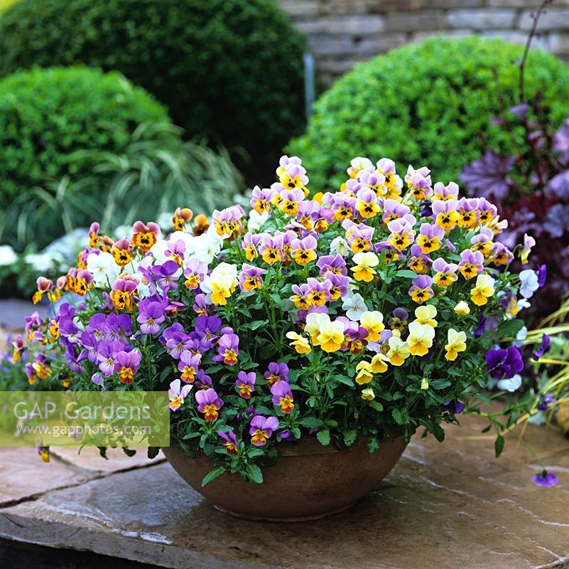Pot of colourful pansies, grown as an annual, adds spot colour to paved courtyard.