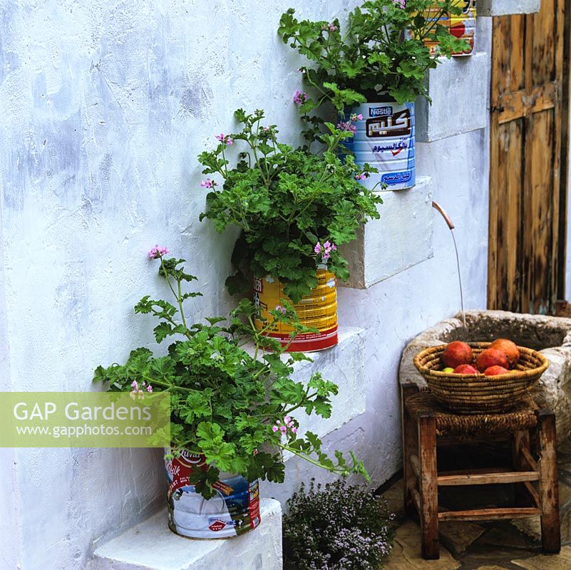 Courtyard with whitewashed walls decorated with shelves holding old tins filled with scented pelargonium. Wall shelves make best use of limited space.