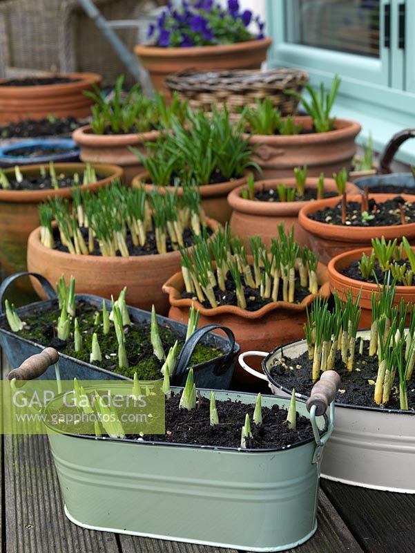 Collection of terracotta pots and enamel containers planted with winter and early spring bulbs - crocus, grape hyacinth, narcissus, species tulip, hyacinth, iris.