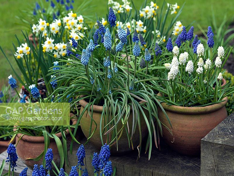 Winter bulb display. Pots of Narcissus canaliculatus and grape hyacinths - left to right, Muscari 'Mount Hood', Muscari armeniacum 'Valerie Finnis', Muscari aucherii 'White Magic'.