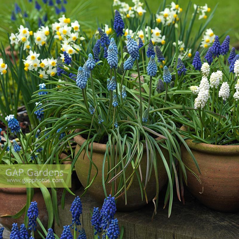 Winter bulb display. Pots of Narcissus canaliculatus and grape hyacinths - left to right, Muscari 'Mount Hood', Muscari armeniacum 'Valerie Finnis' and Muscari aucherii 'White Magic'