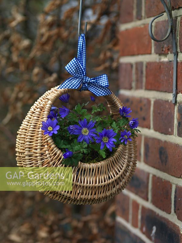 Basket is filled with blue windflowers - Anemone blanda - and suspended from a wall bracket with a blue gingham ribbon.