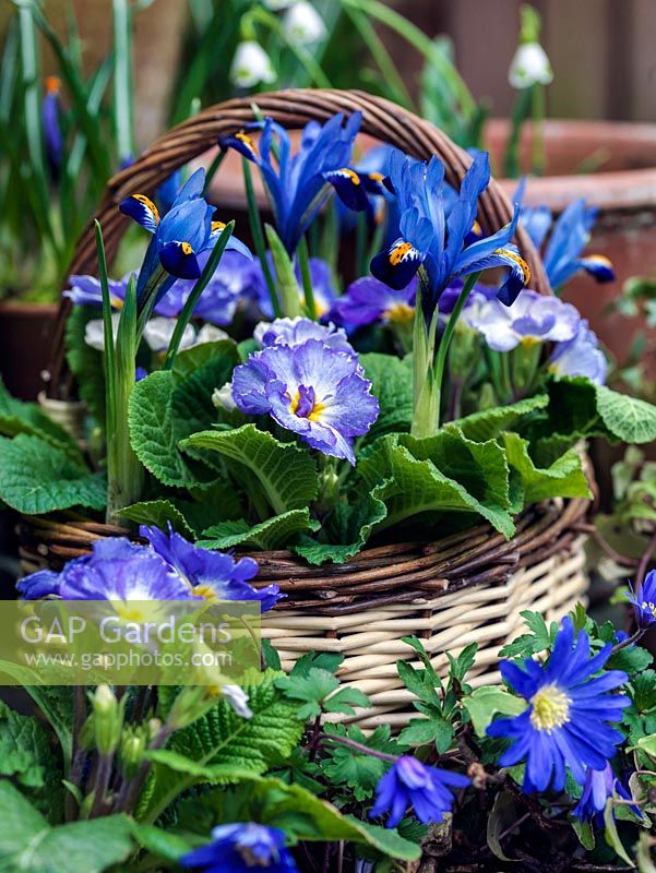 Small basket planted with blue Iris reticulata 'Harmony' and Primula 'Denim Mixed'. Behind, in terracotta pots, trailing ivy and late-flowering snowdrops. In front, in gravel, blue windflower.

