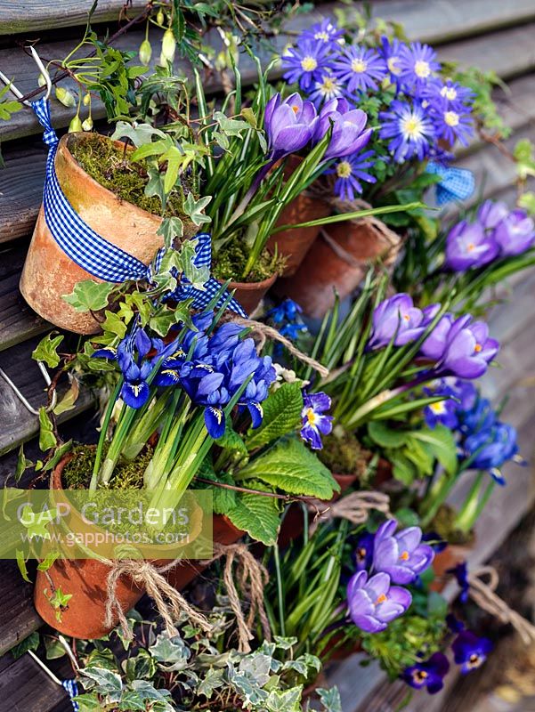 Suspended on hooks from slatted fence panels, old terracotta pots of Primula 'Blue Denim', Anemone blanda 'Blue Star, Crocus 'Blue Bird', Iris reticulata 'Harmony', Scilla siberica, trailing ivy and violas. 