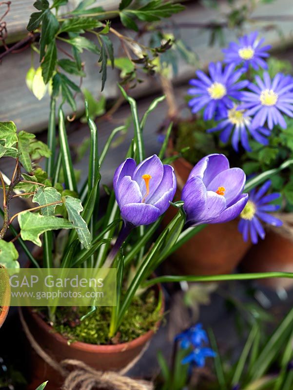 Suspended on hooks from slatted fence panels, old terracotta pots of blue windflower - Anemone blanda 'Blue Star' and Crocus 'Blue Bird'