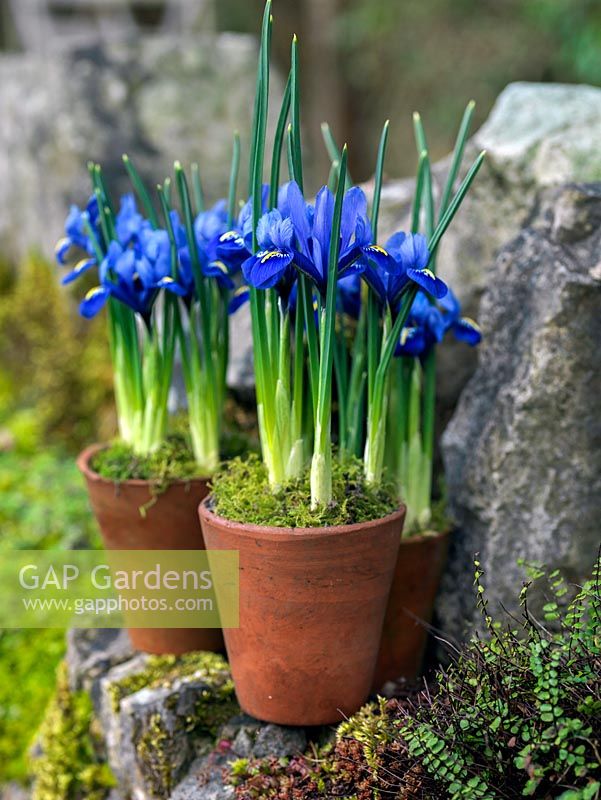 Iris reticulata 'Harmony' in terracotta pots. Standing on old dry stone wall.