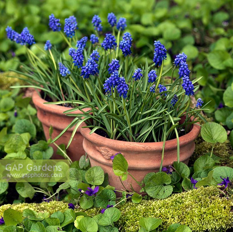 Containers of Muscari armeniacum 'Early Giant', a small bulb that flowers in winter with large, deep cobalt blue flowers. Set amongst wild Violas.