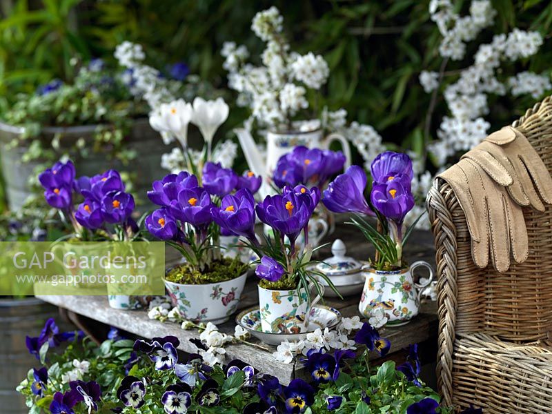 A blue and white spring display with crocus planted in a vintage coffee set. Surrounded by Primulas, Violas and blossom.