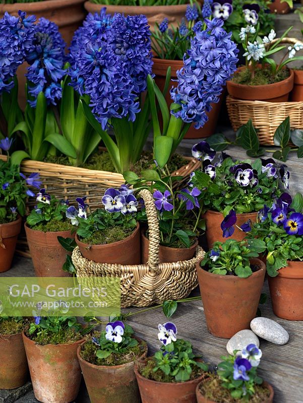 A collection of blue bulbs including Hyacinthus 'Delft Blue', Muscari armeniacum 'Early Giant', Chinadoxa forbesii and Violas. Displayed on wooden garden steps.