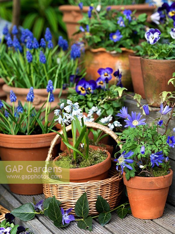A small spring container garden with Viola cornuta, Muscari armeniacum and puschkinia scilloides var. libanotica displayed on a wooden deck. displayed on a wooden deck.