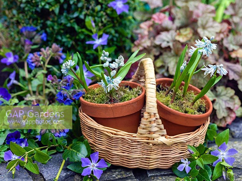 A spring basket with Puschkinia scilloides var. libanotica, Vinca major and Heuchera foliage.