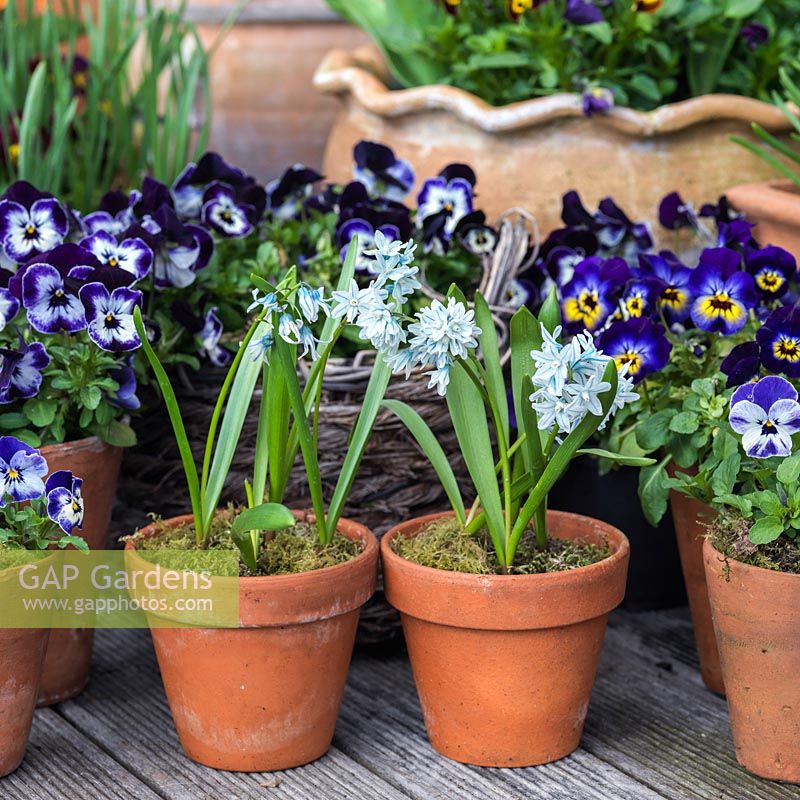 A small spring container garden with Viola and Puschkinia scilloides var. libanotica displayed on a wooden deck.
