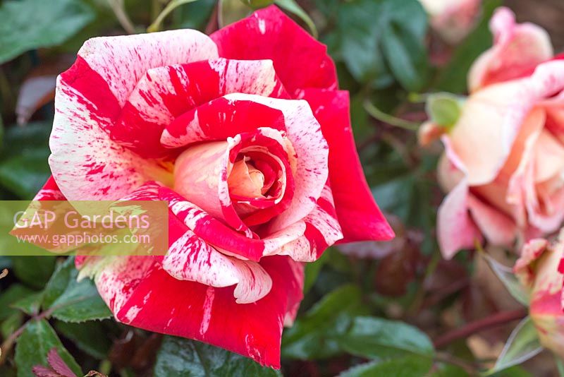 Rosa 'Rachel Louise Moran'. Hybrid Tea Rose