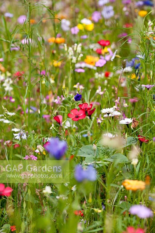 'Flower Power' annual meadow mix to help pollinators such as bees, hoverflies and butterflies. Blue flax, Catchfly, Dwarf morning glory, Sweet alyssum, Strawflower, Gypsophila, Red flax, Phacelia and Dimorphotheca sinuata
